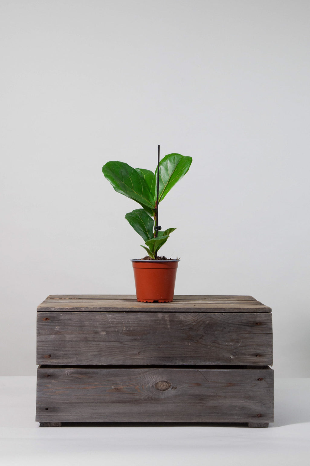 files/IndoorPlants-StudioShots13.11.2023-150.jpg